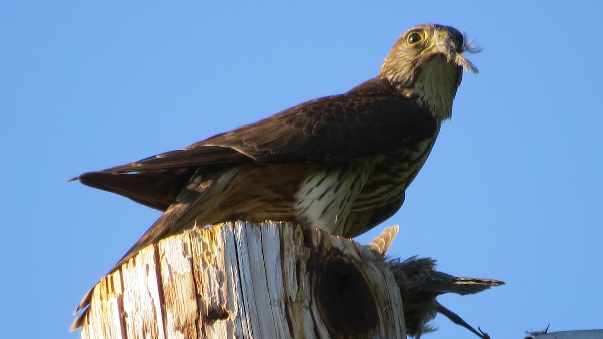 Merlin - ML246632201