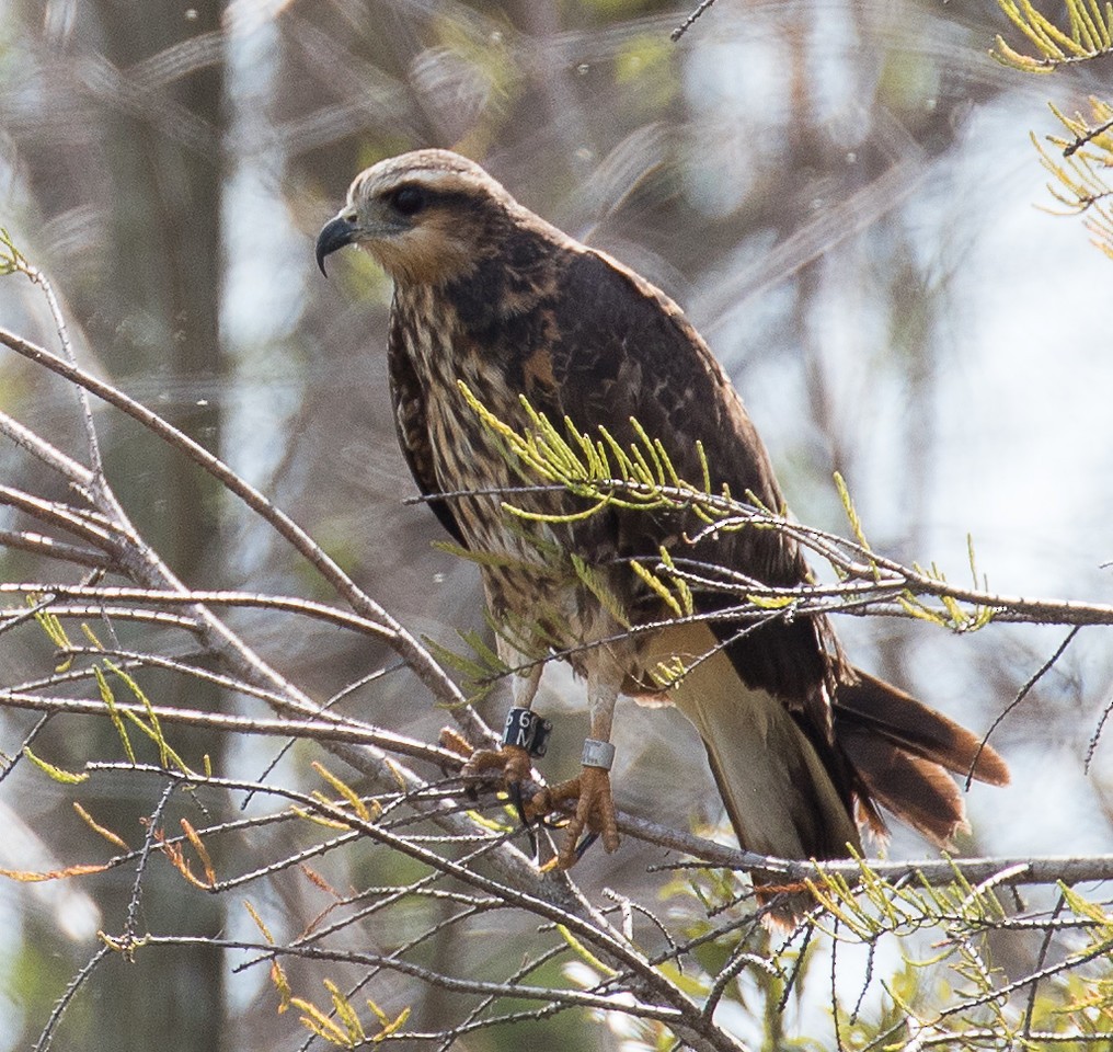 plžojed bažinný - ML24663231