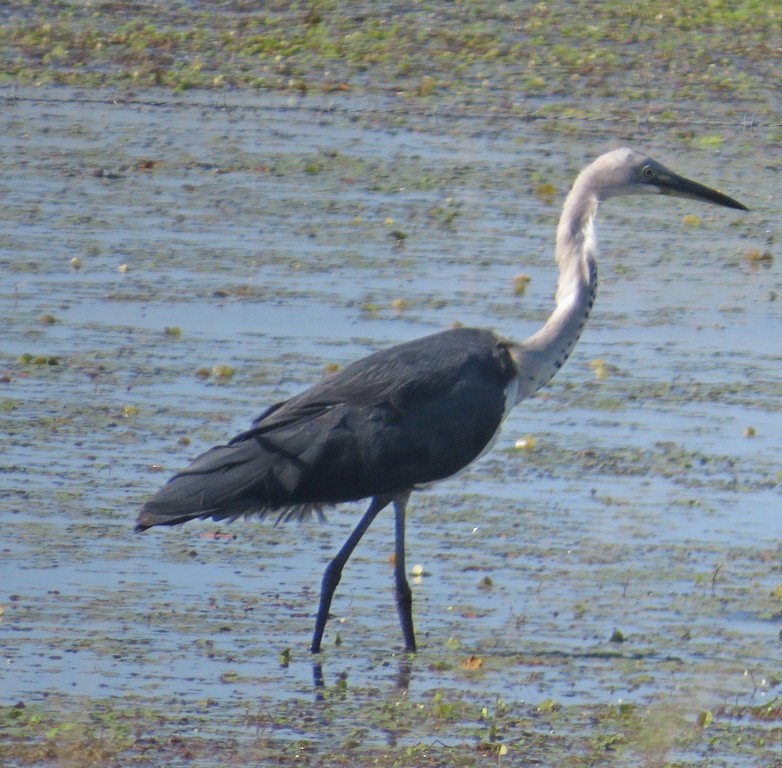 Pacific Heron - ML246632611