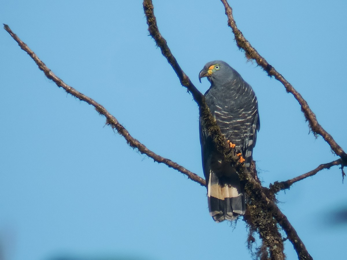 kroknebbglente (uncinatus) - ML246632841