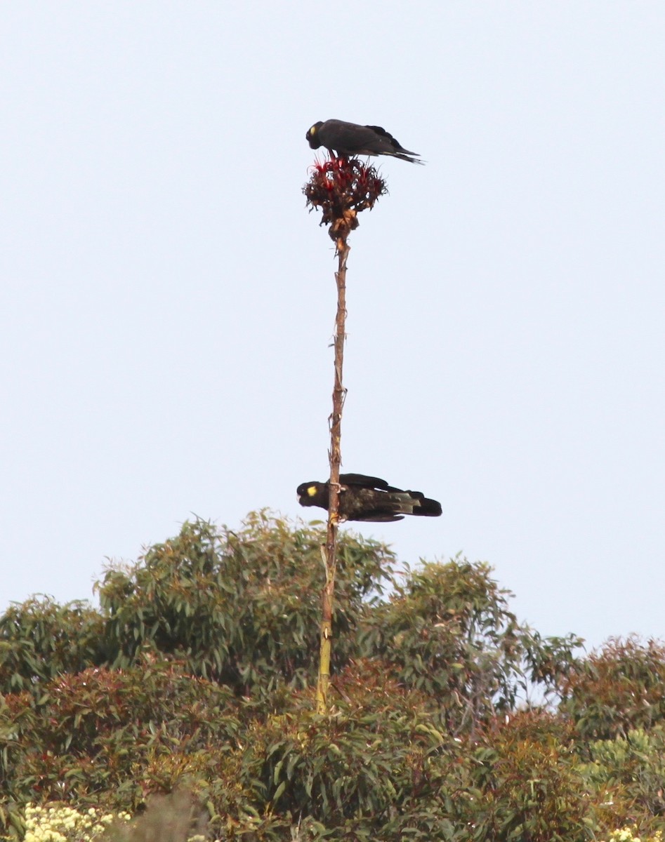 Cacatúa Fúnebre Coliamarilla - ML246633201