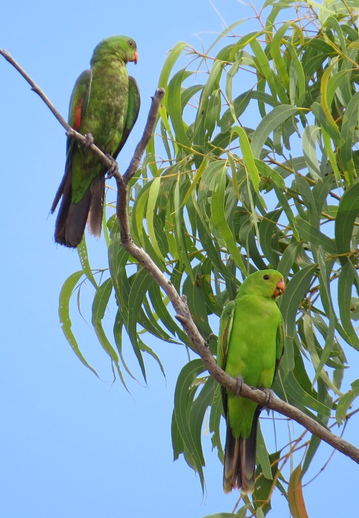 Red-winged Parrot - ML246633211