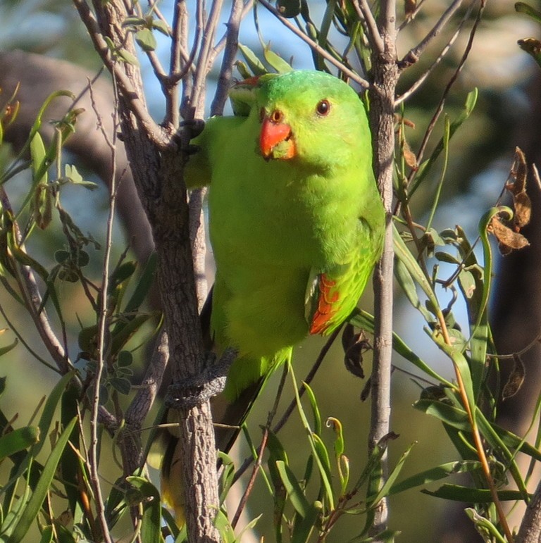 Red-winged Parrot - ML246633221