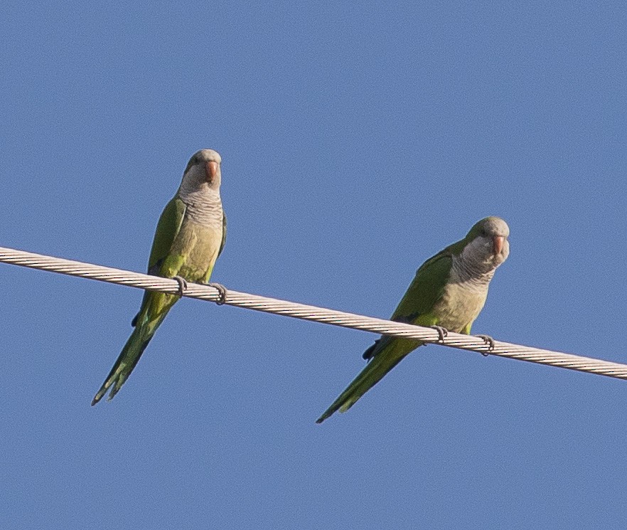 mníšek šedý - ML24663431