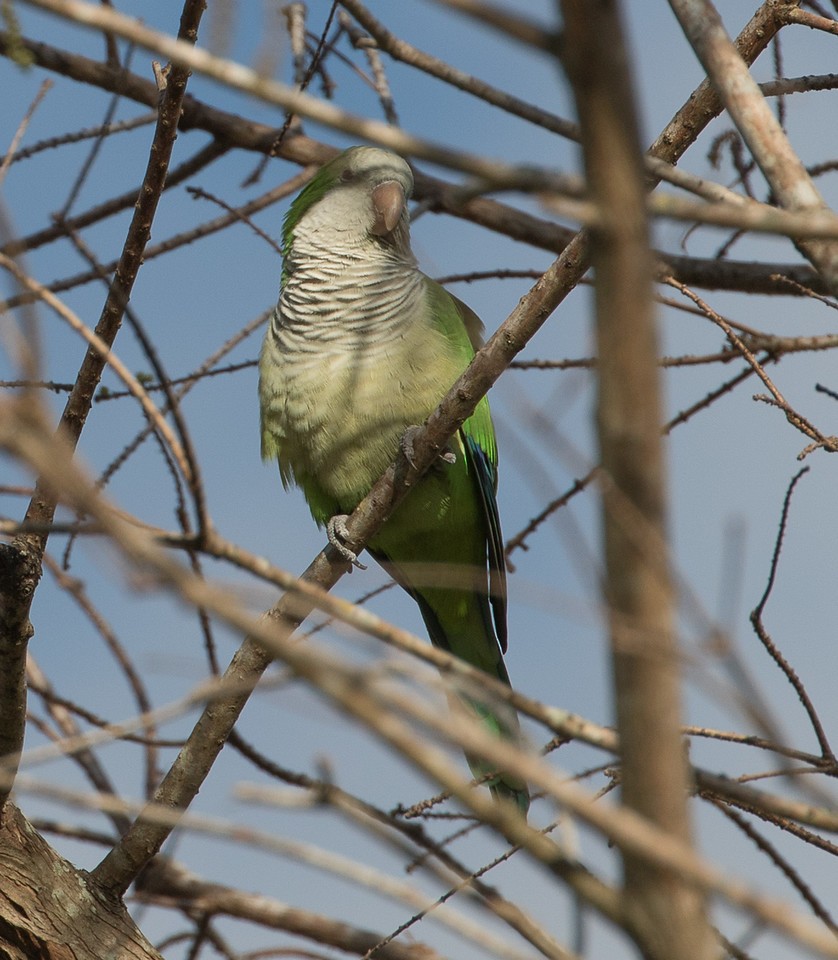 Monk Parakeet - ML24663451