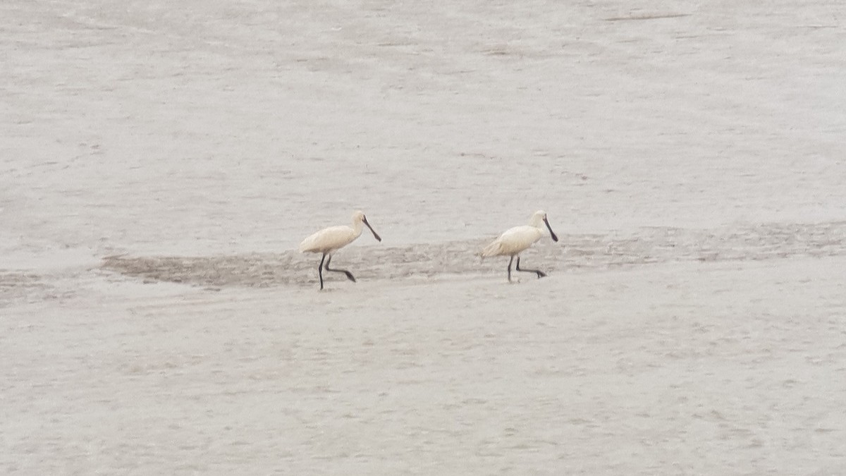 Eurasian Spoonbill - ML246634711