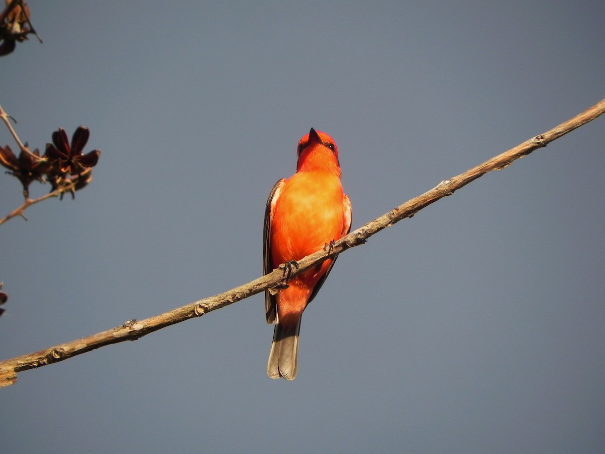 Vermilion Flycatcher - ML246635031