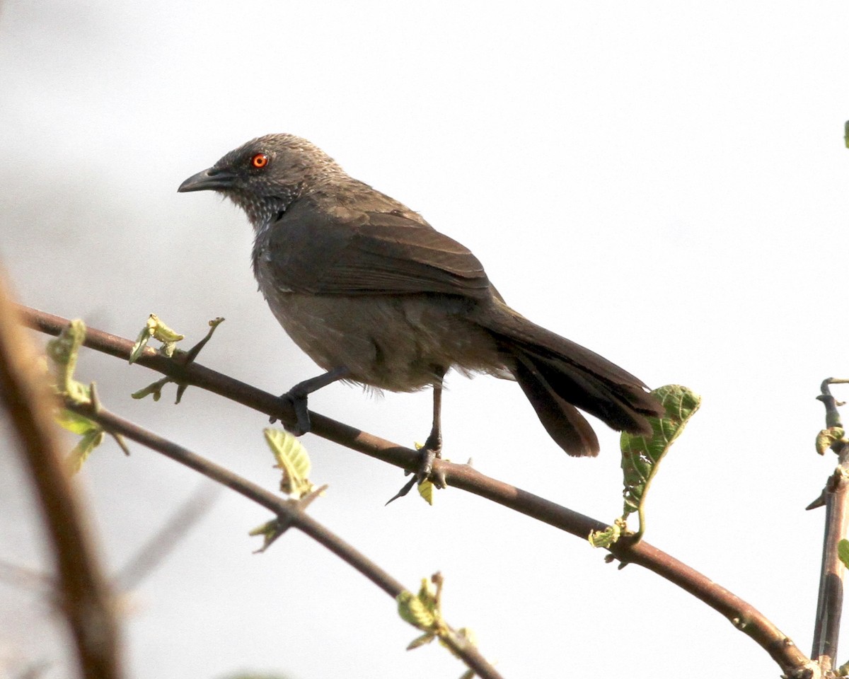 Arrow-marked Babbler - ML246635261