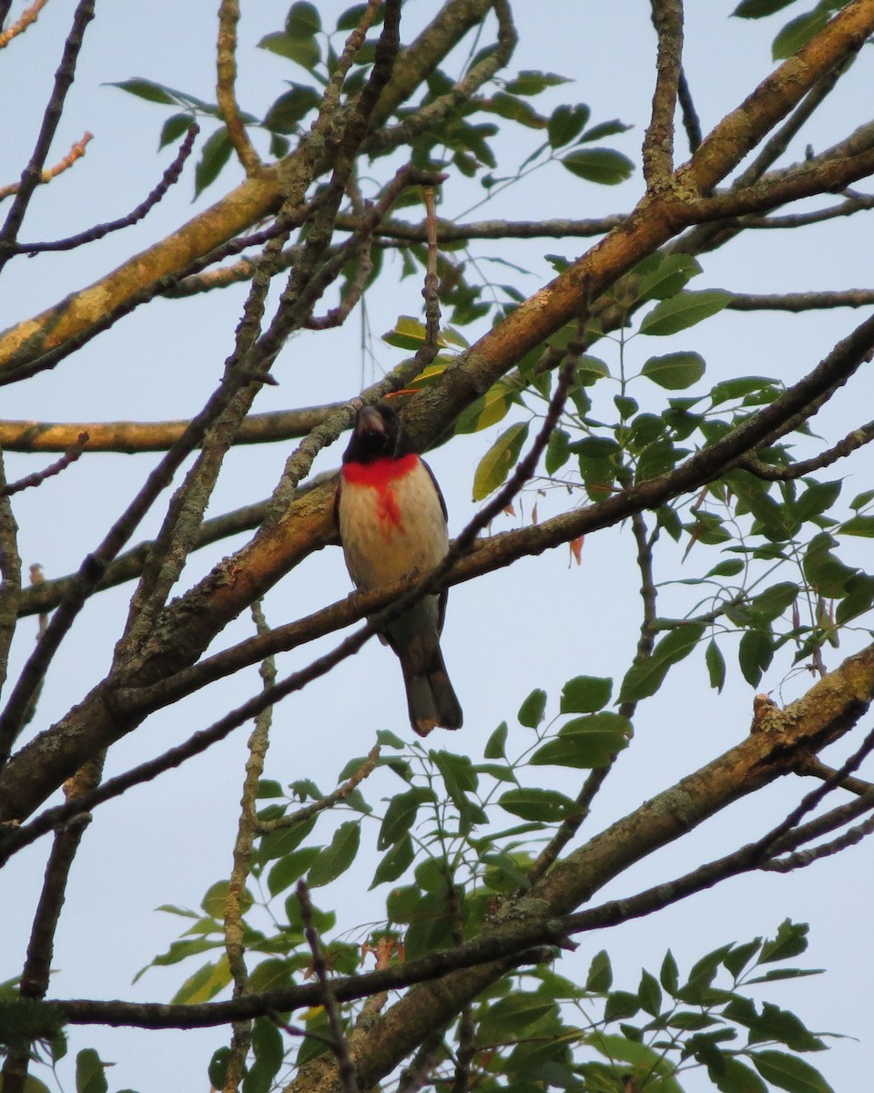 Rose-breasted Grosbeak - ML246635901