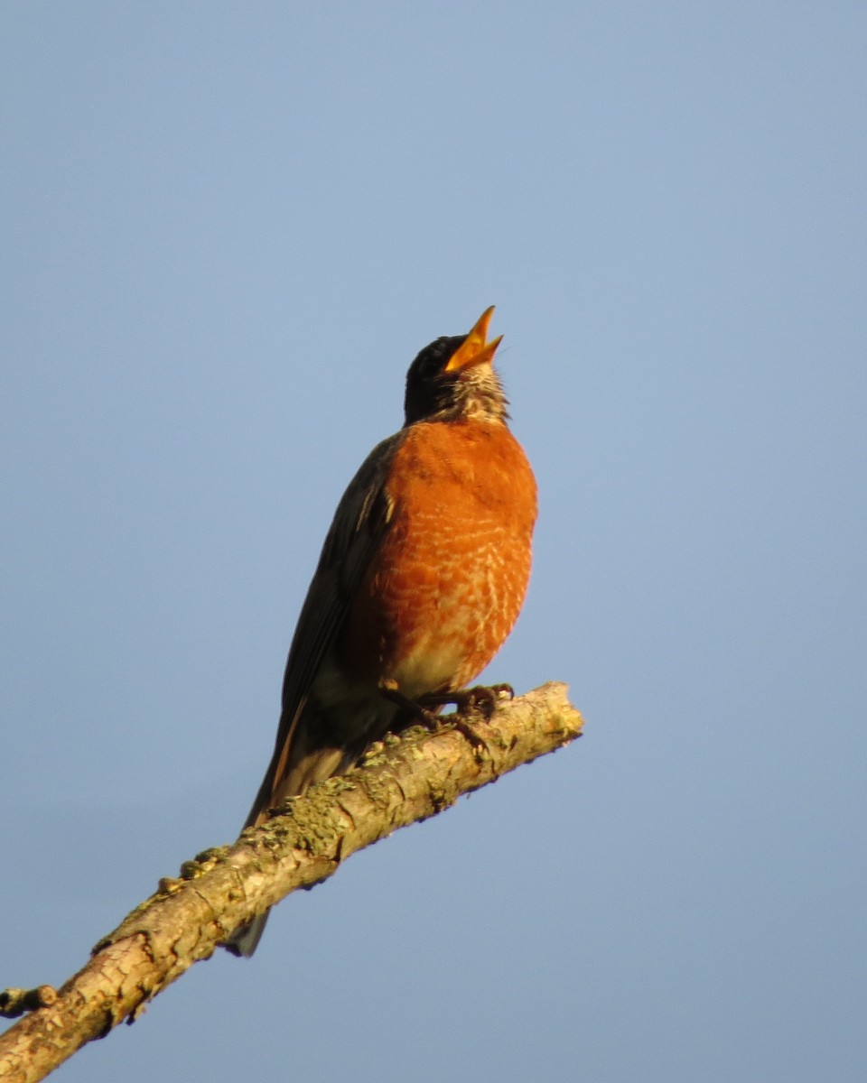 American Robin - ML246635921