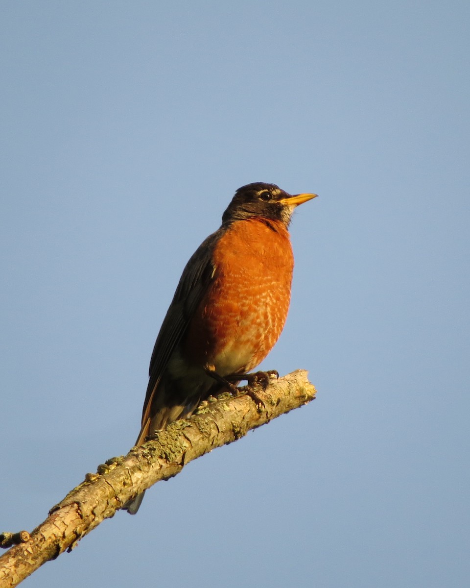 American Robin - ML246635941