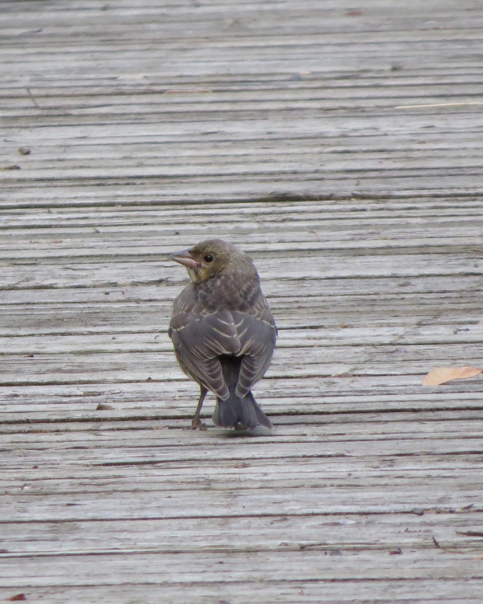 Brown-headed Cowbird - ML246635991