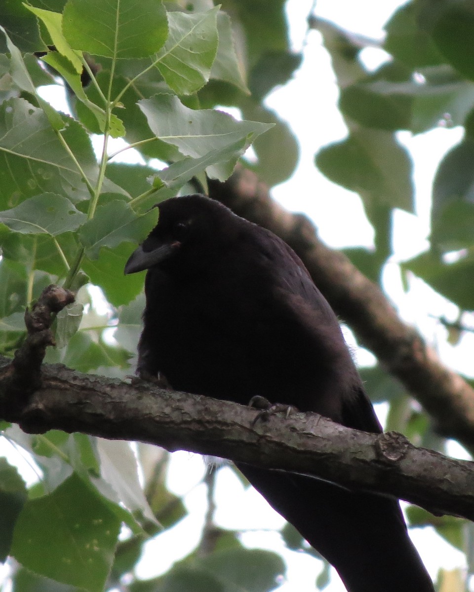 American Crow - ML246636051