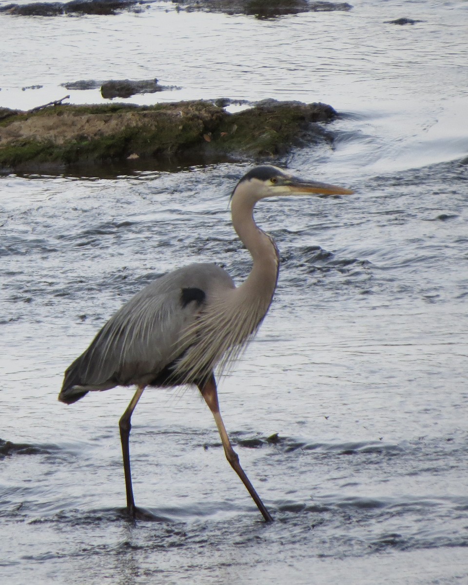 Great Blue Heron (Great Blue) - ML246636091