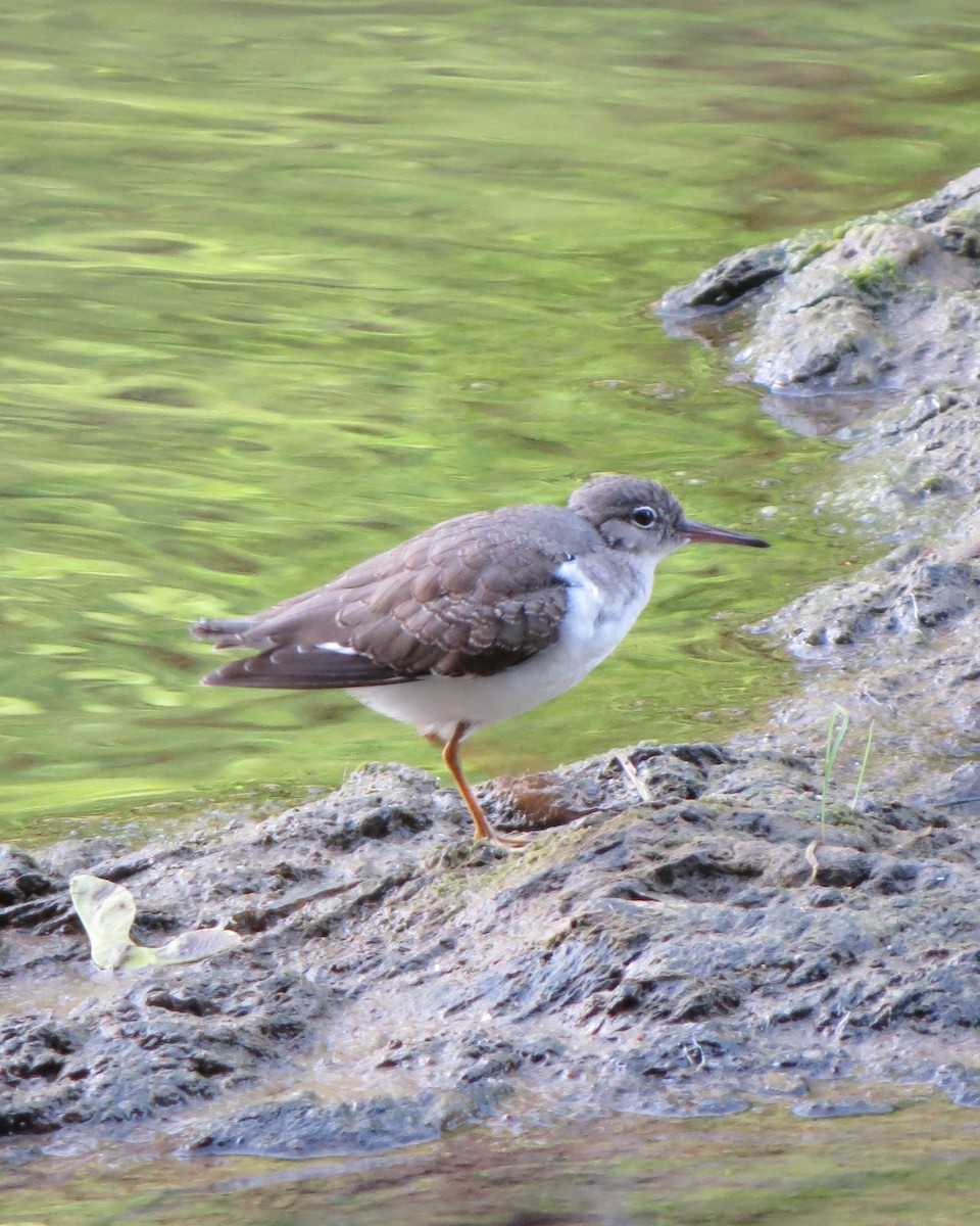 Spotted Sandpiper - Tristan Lowery