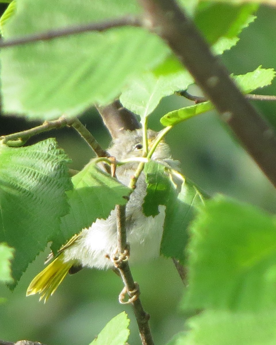 Yellow Warbler - ML246636181