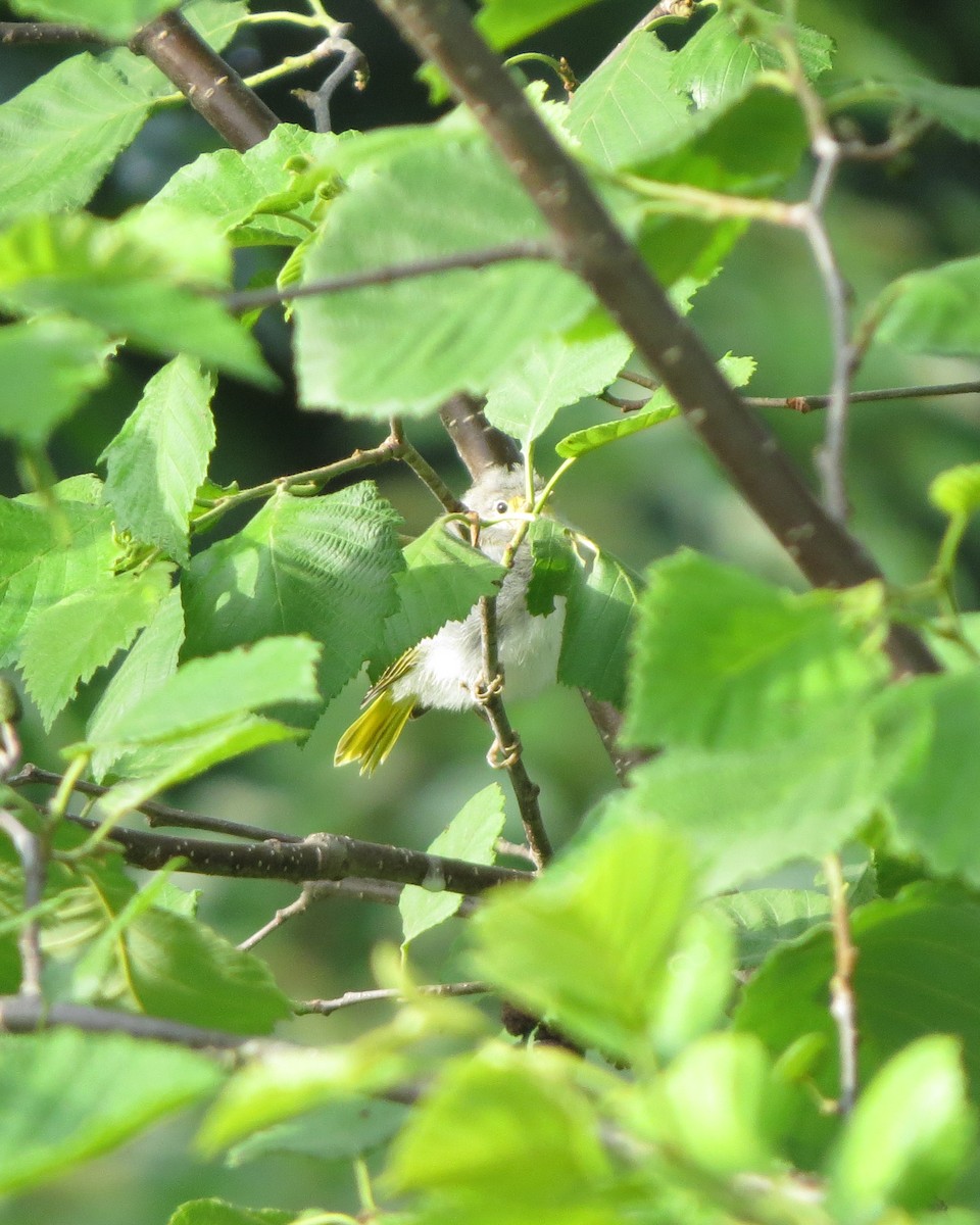 Yellow Warbler - ML246636191