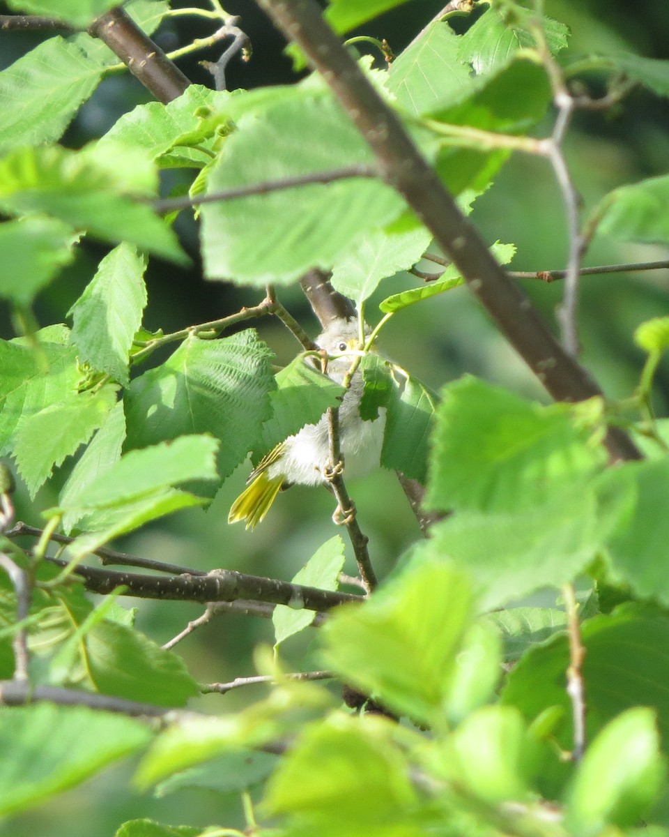 Paruline jaune - ML246636191