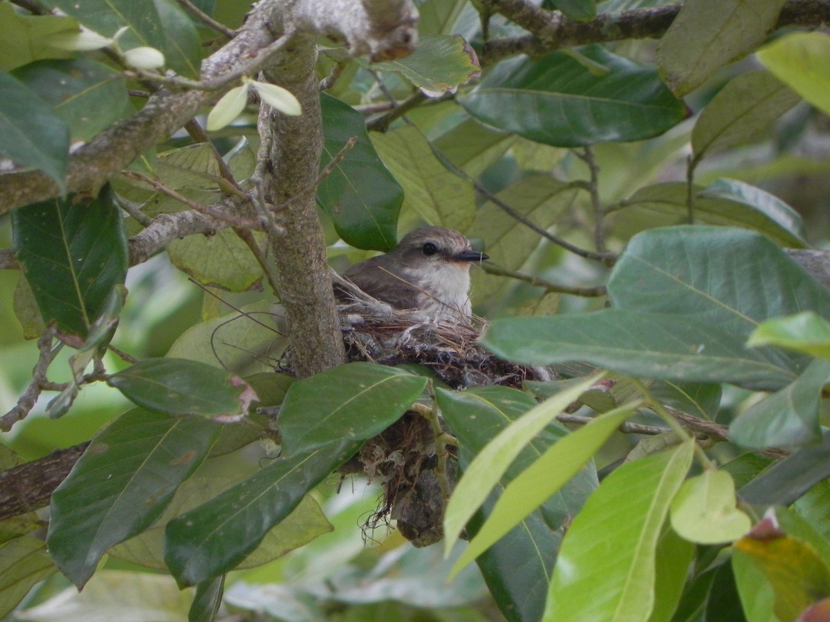 Vermilion Flycatcher - ML246636201