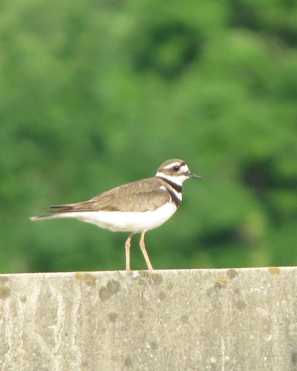 Killdeer - ML246636241