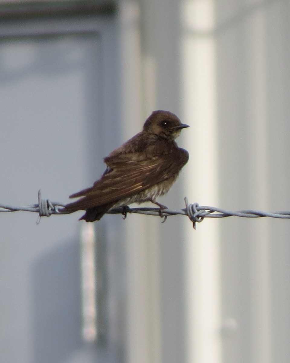 Northern Rough-winged Swallow - ML246636261
