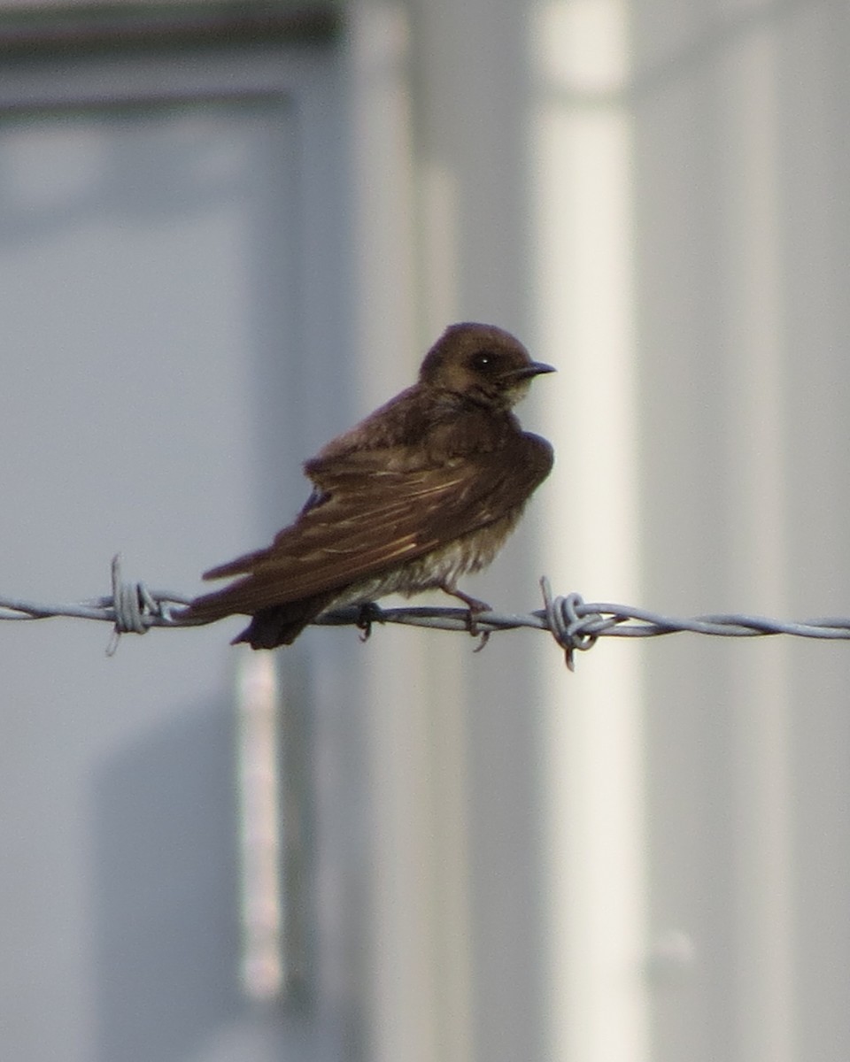 Golondrina Aserrada - ML246636261