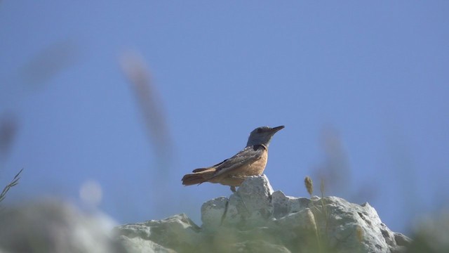 Rufous-tailed Rock-Thrush - ML246636281