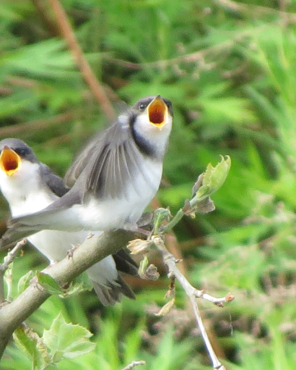 Golondrina Bicolor - ML246636341