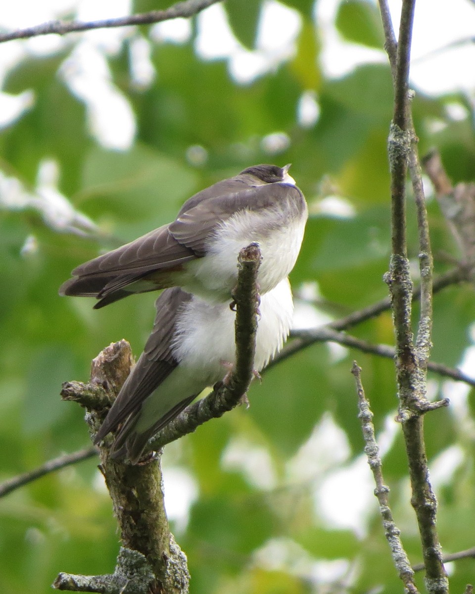 Tree Swallow - ML246636351