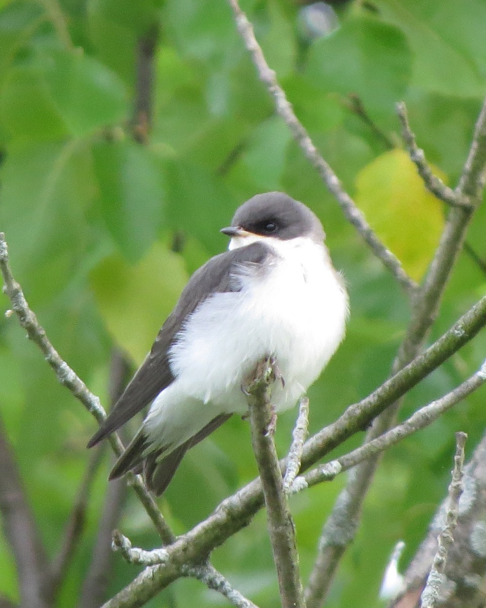 Tree Swallow - ML246636371