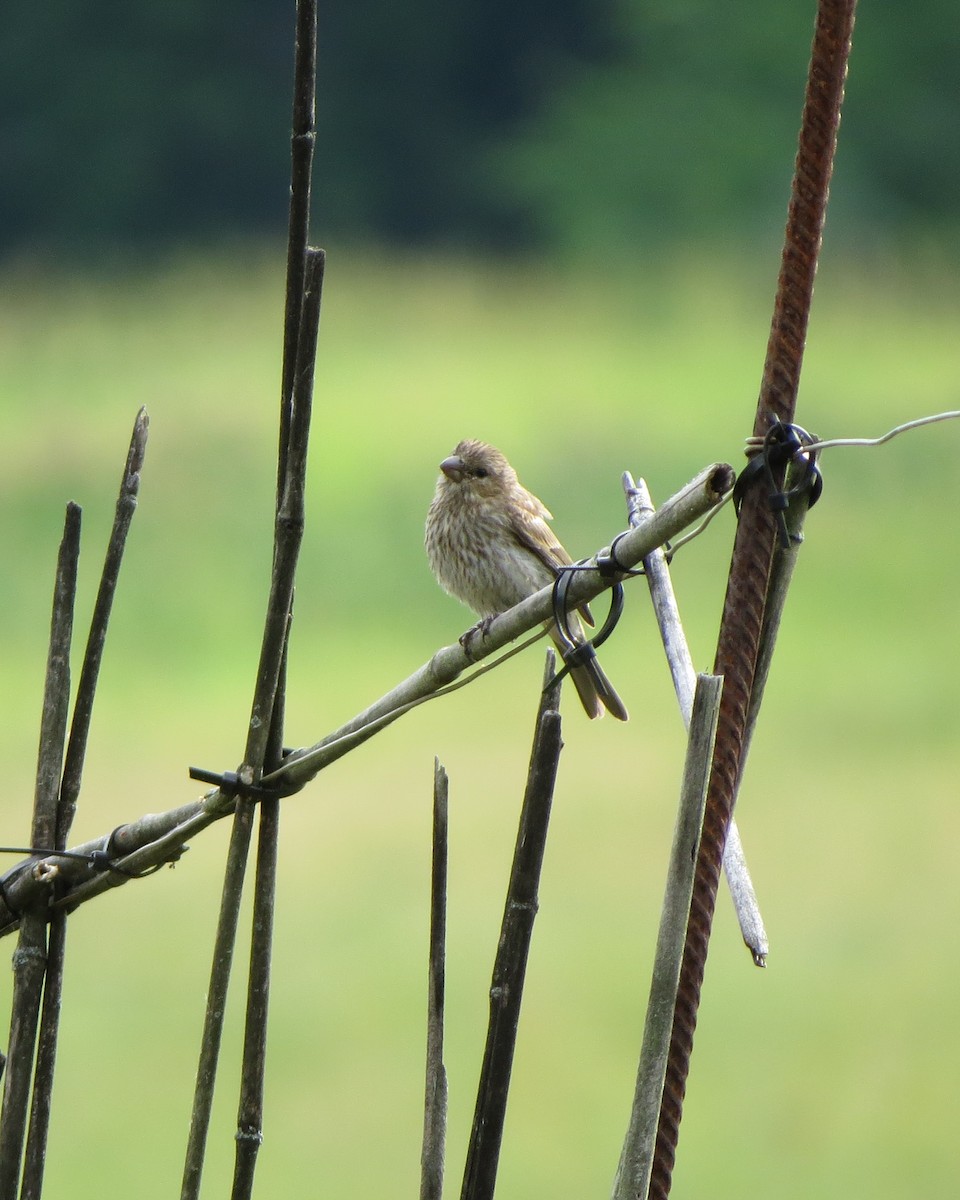 House Finch - ML246636381