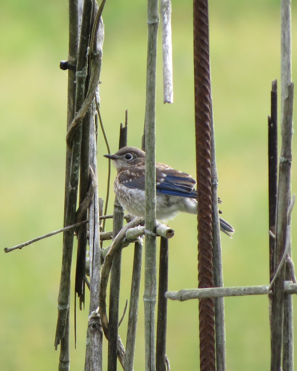 Eastern Bluebird - ML246636401