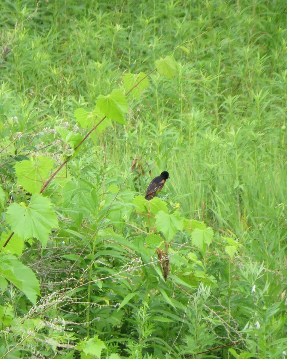 Orchard Oriole - ML246636441