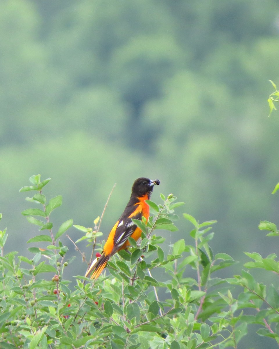 Oriole de Baltimore - ML246636461