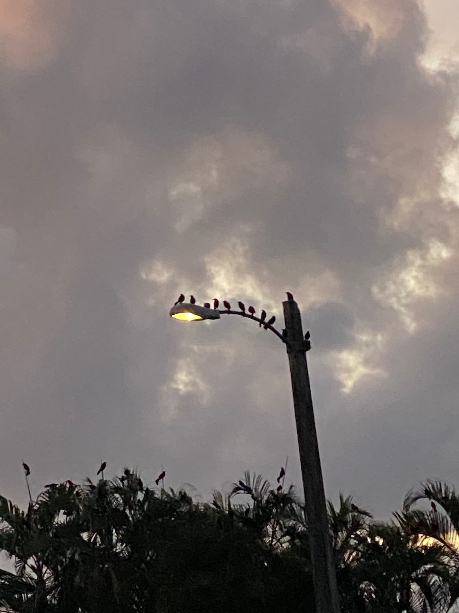 Greater Antillean Grackle - ML246638321