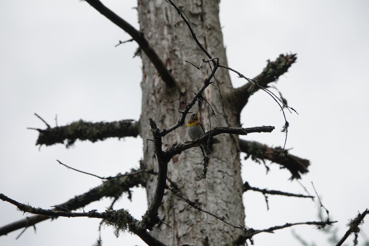 Northern Parula - ML246639491