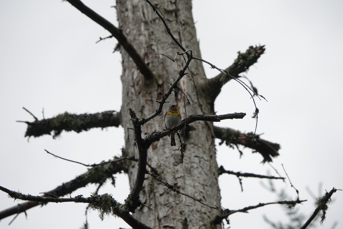 Northern Parula - ML246639521