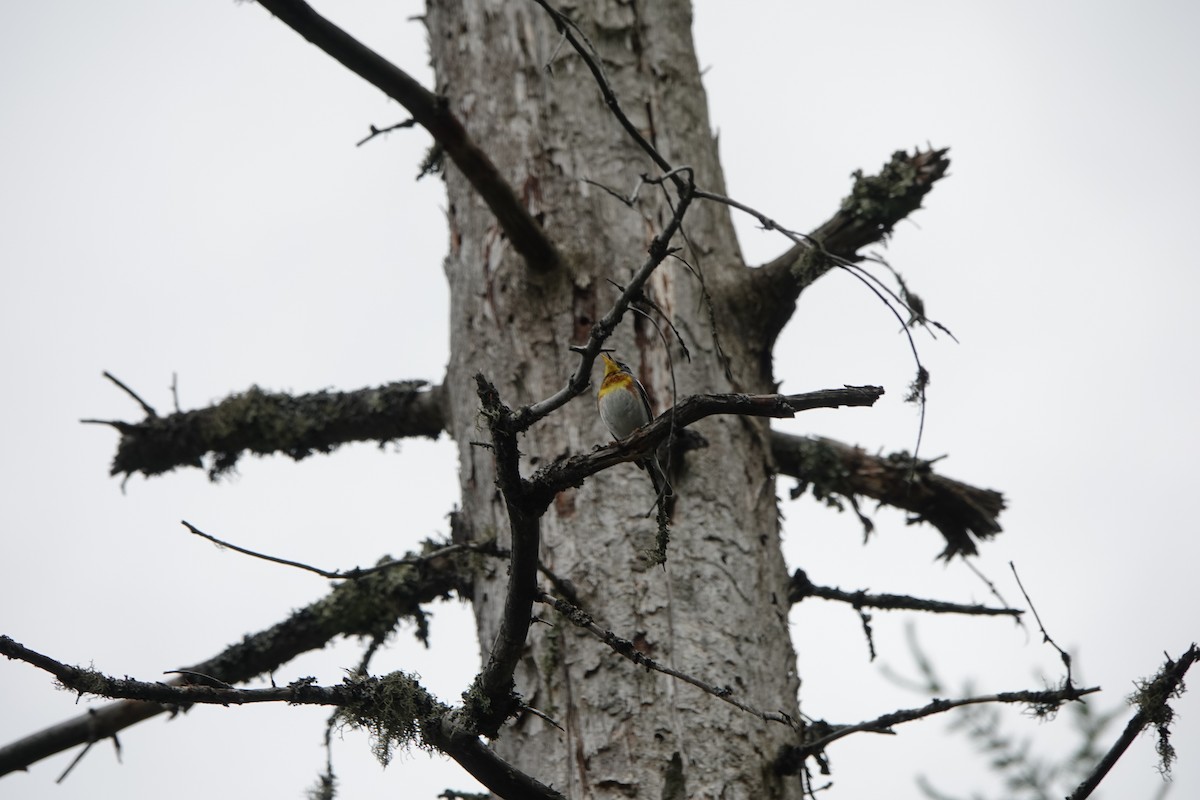 Northern Parula - ML246639551