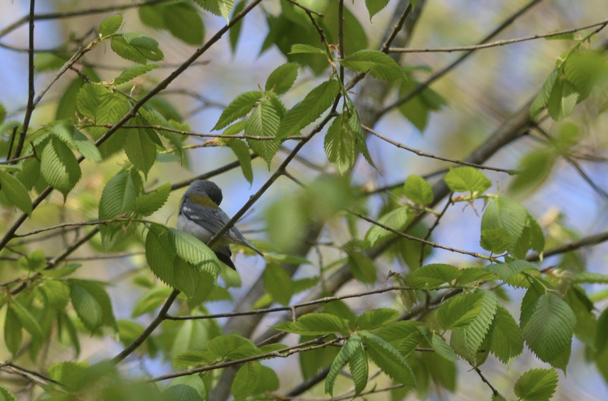 Northern Parula - ML246640461