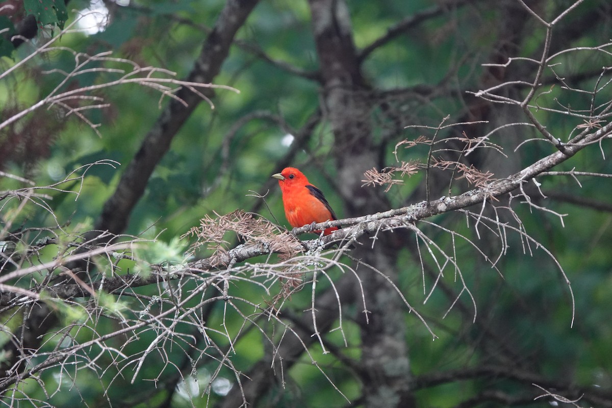 Scarlet Tanager - ML246640571