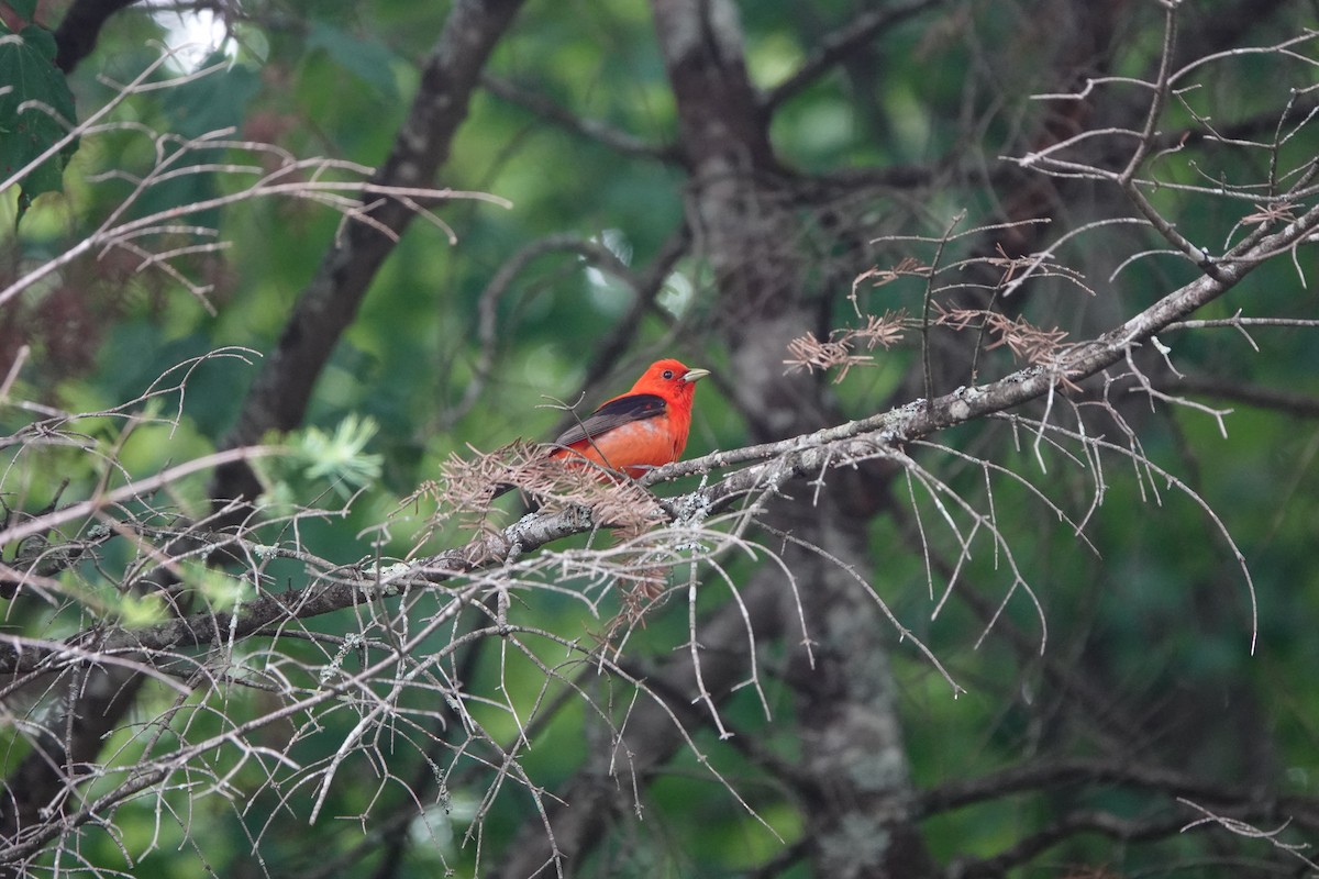Scarlet Tanager - ML246640591
