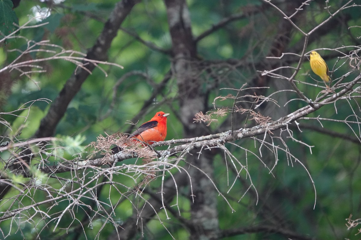 Scarlet Tanager - ML246640611