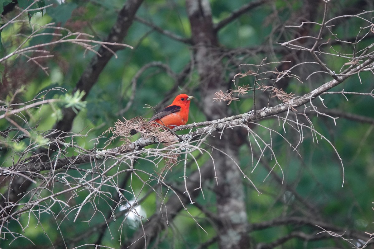Scarlet Tanager - ML246640621