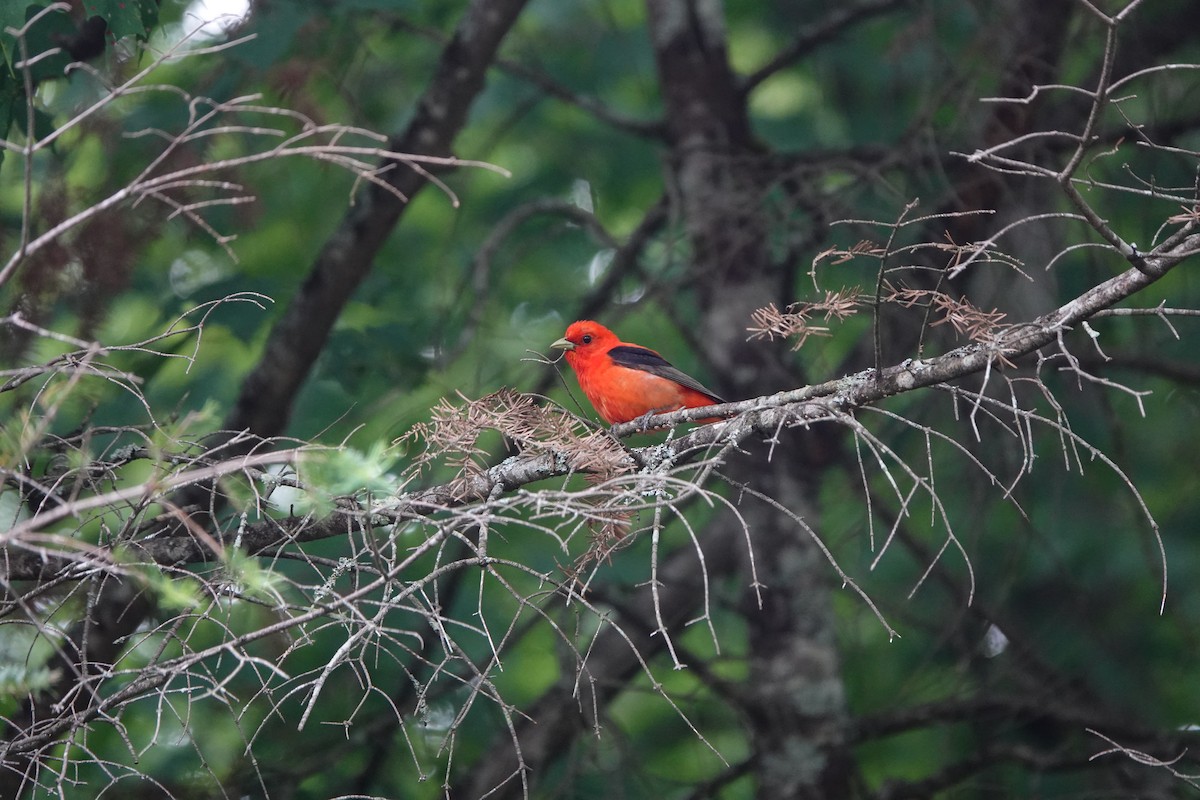 Scarlet Tanager - ML246640661