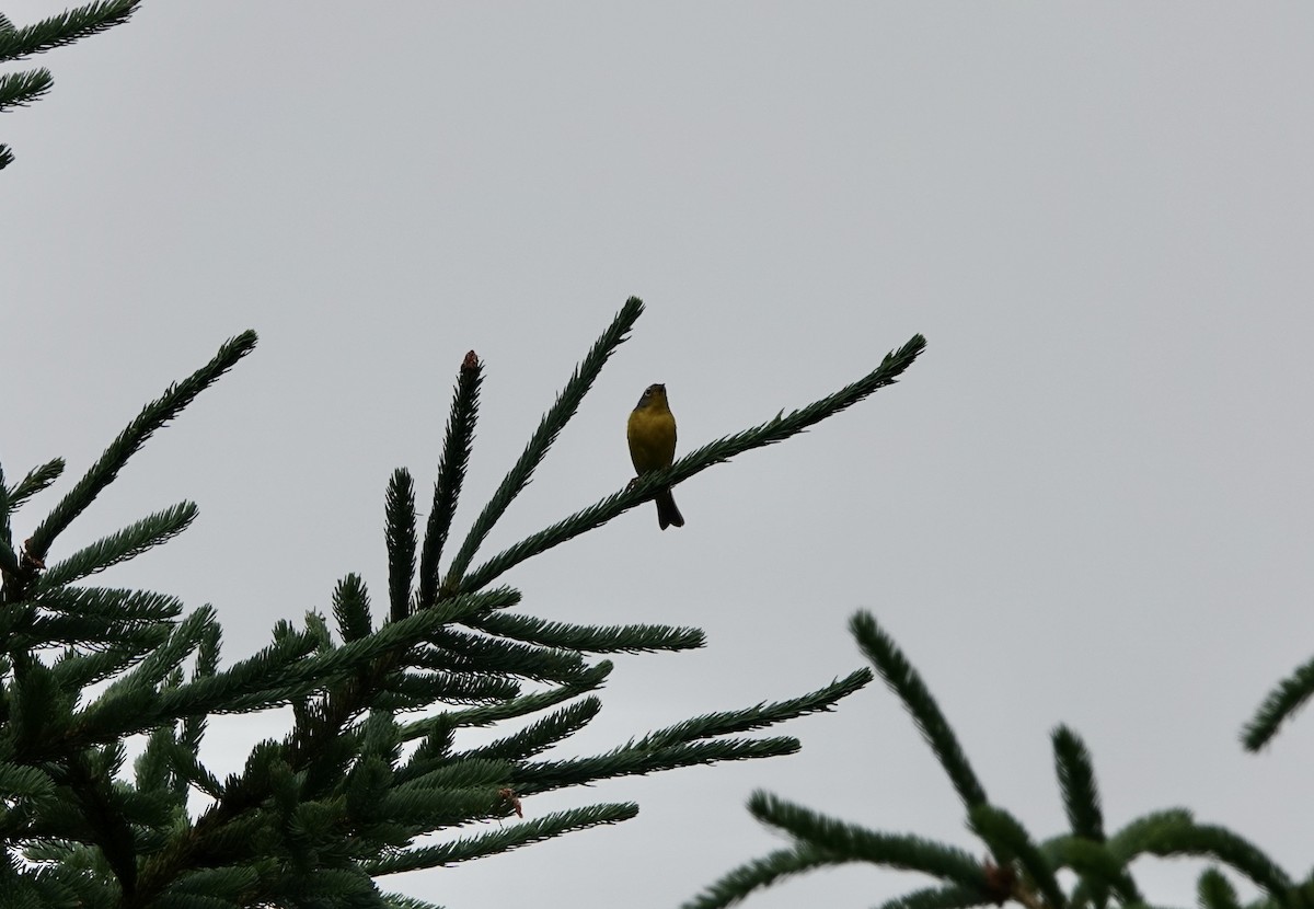 Nashville Warbler - ML246640821