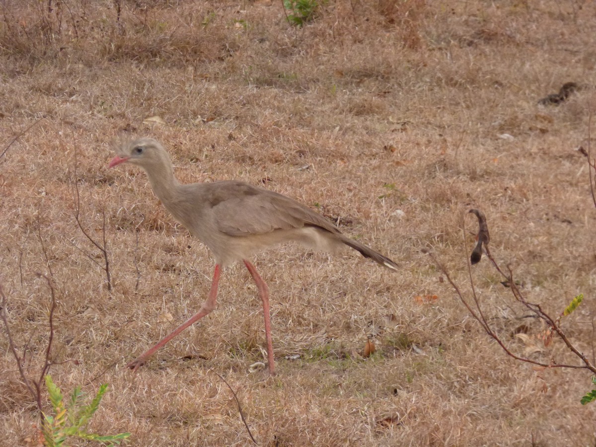 Red-legged Seriema - ML246642061