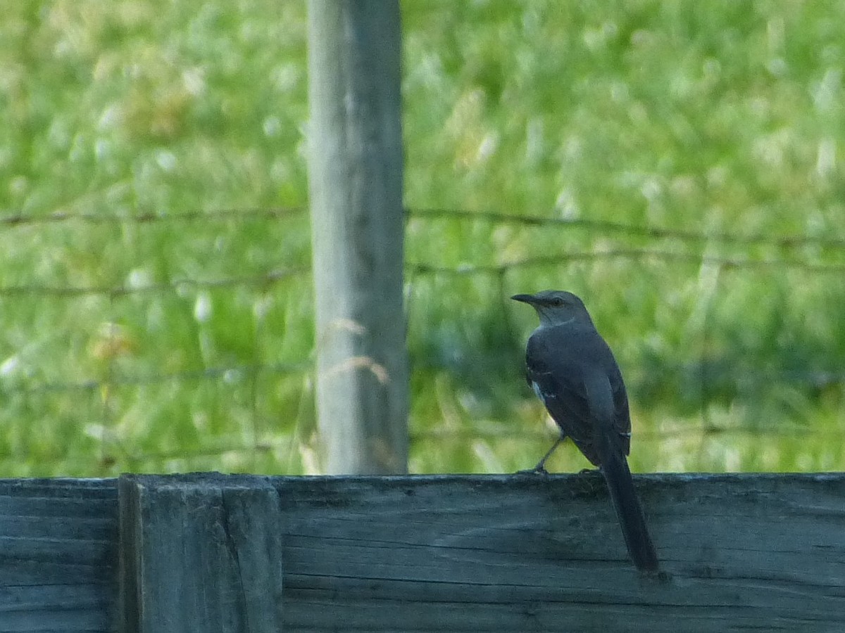 Northern Mockingbird - ML246643121