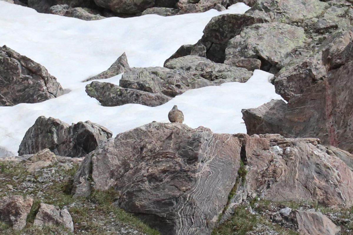 White-tailed Ptarmigan - ML246644701