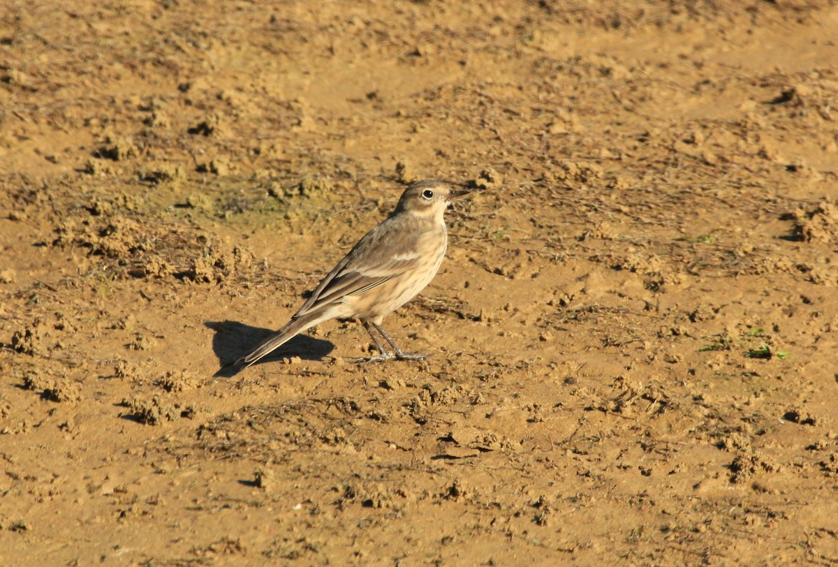 Pipit d'Amérique - ML24664581