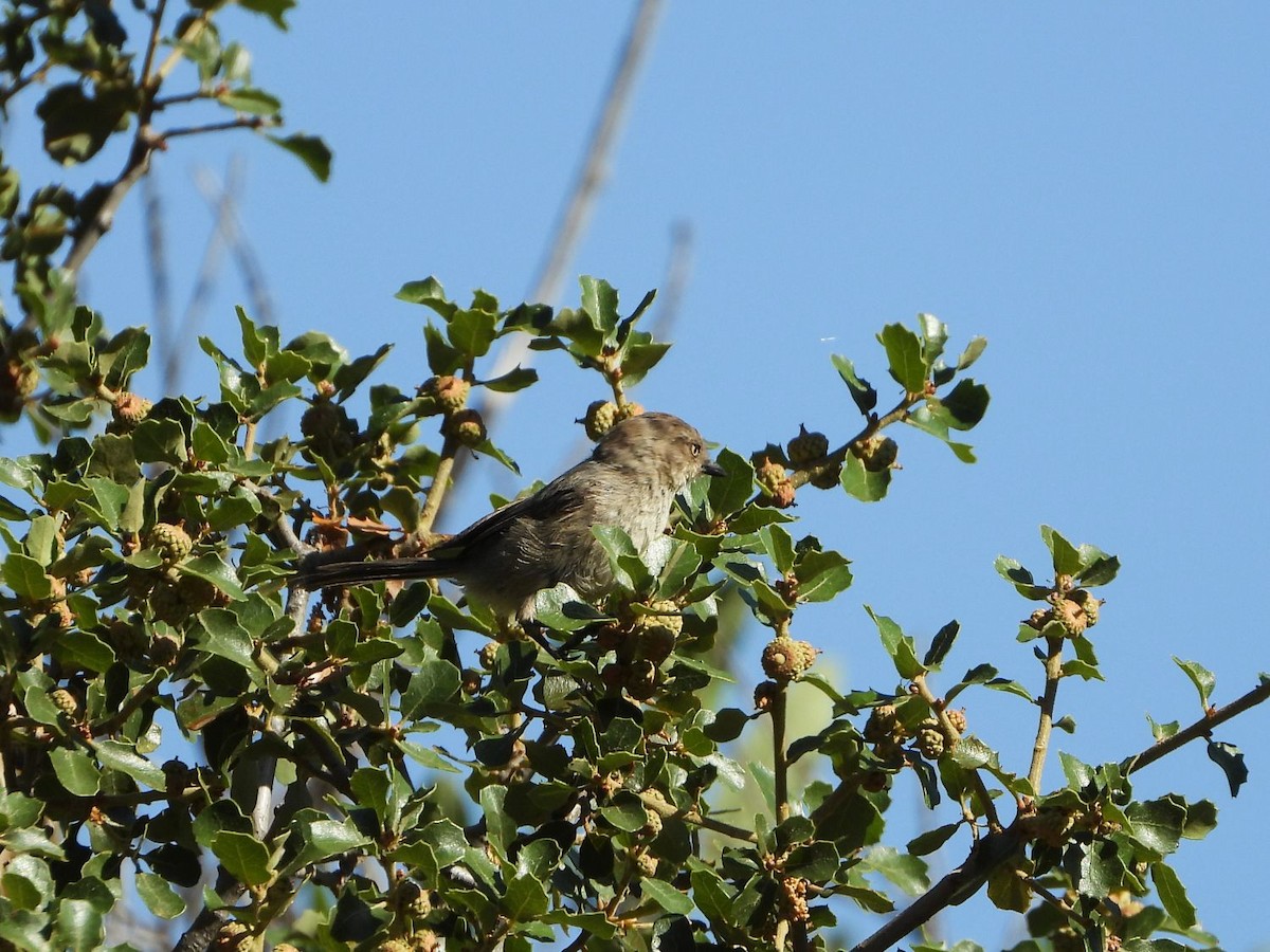 Bushtit - ML246647661